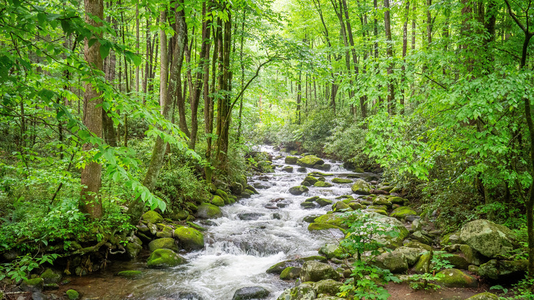 Roaring Fork stream on the Roaring Fork Motor Nature Trail in Great Smoky Mountains National Park in Tennessee