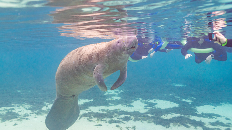 People taking photos and swimming near a manatee in Crystal River
