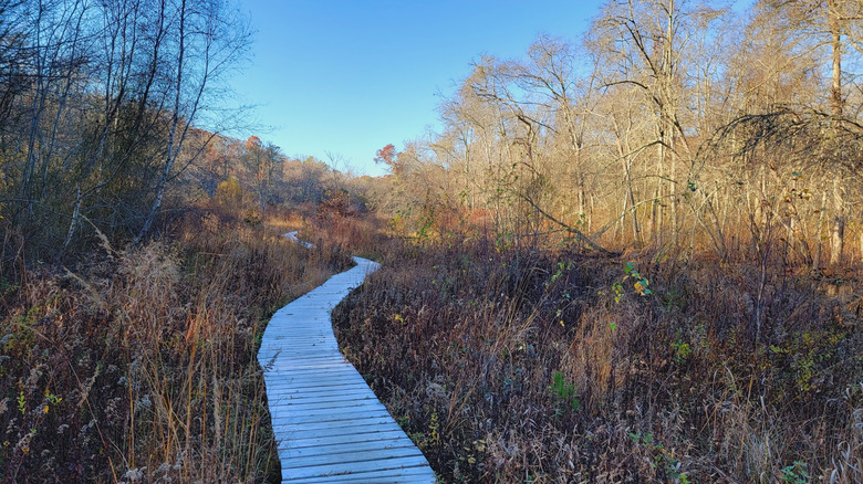A boardwalk trail through a wetland and forest in the late autumn in Tidmarsh Wildlife Sanctuary in Plymouth County, Massachusetts