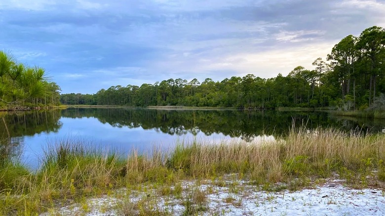 A scenic lake with tree-lined shores at Point Washington State Forest in Florida