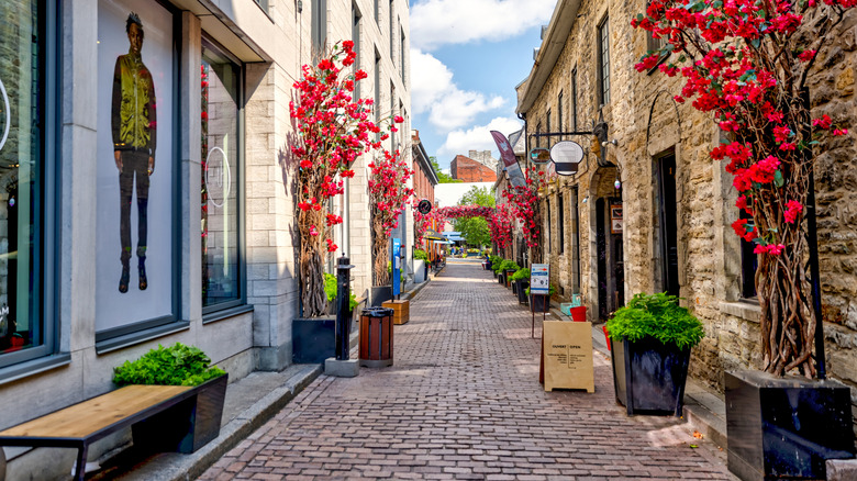 Cobblestone alley in Montreal lined with blooming red flowers