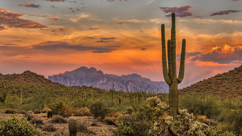 Desert sunset near Phoenix, Arizona