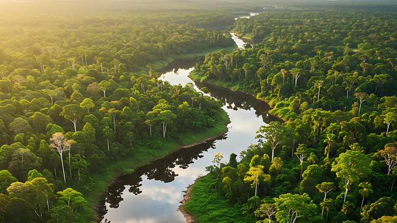 An aerial view of the Amazon River in Brazil.