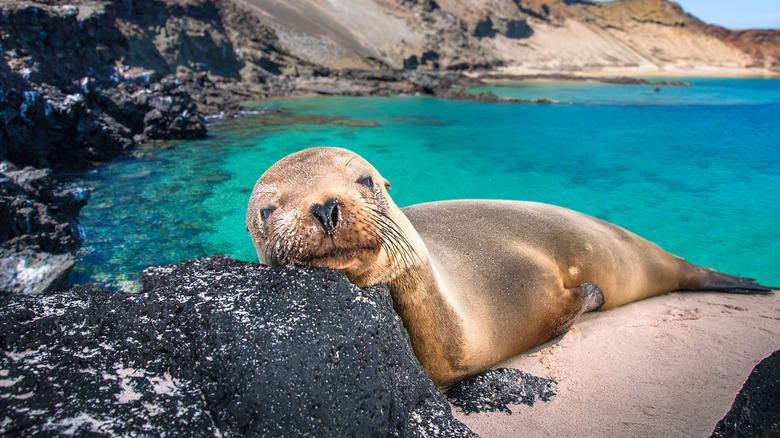 A sea lion resting on a rock while hauled out on the beach in the Galapagos Islands.