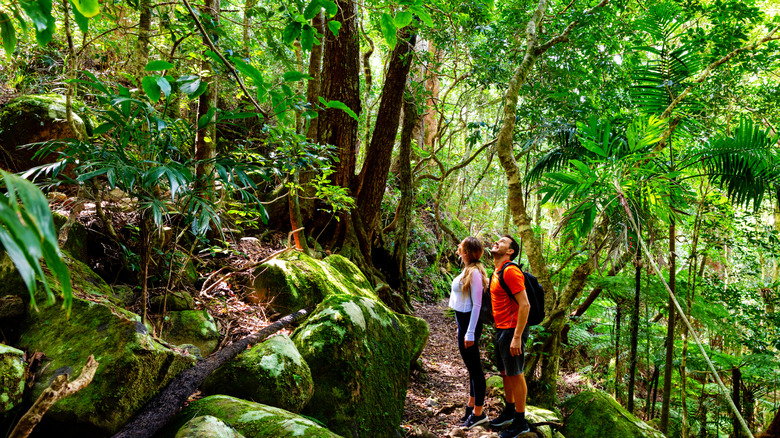 A group of hikers in Lamington National Park, Australia.