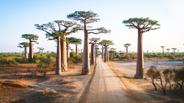 Baobab trees on either side of a dirt road in Madagascar.