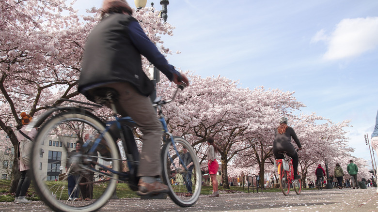 Cyclists going by cherry blossoms
