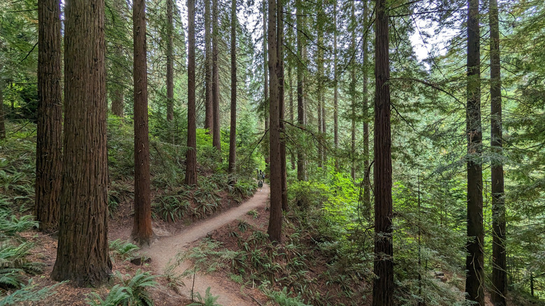 Dirt trail through redwood forest at Hoyt Arboretum