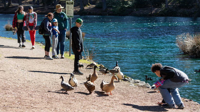 People feed ducks beside Firwood Lake in Laurelhurst Park, with blue water in the background and two skateboarders in flannel walking down the path