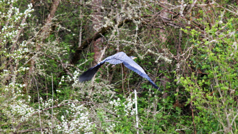A blue heron flying along the edge of the slough