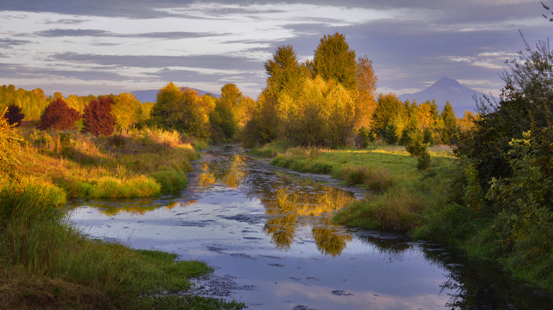 Part of the Columbia Slough backdropped by Mount Hood in Portland, Oregon
