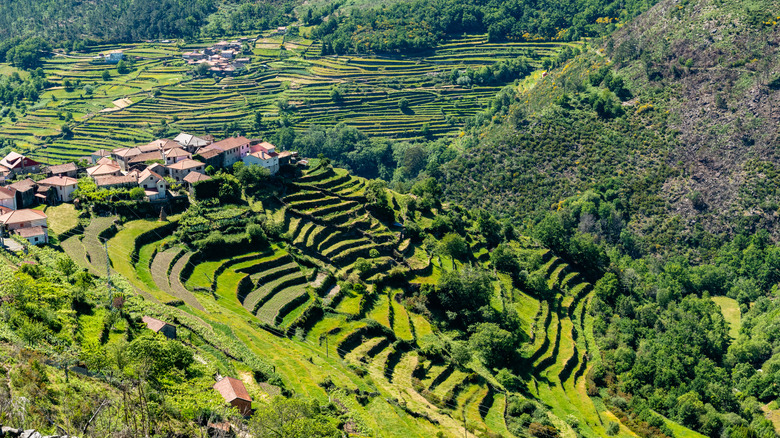 View of Sistelo with its typical terraces
