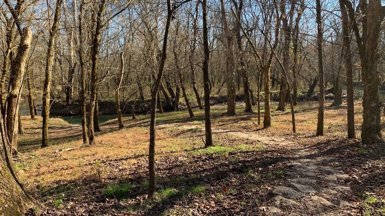 Trail in Stella Moore Collier Preserve