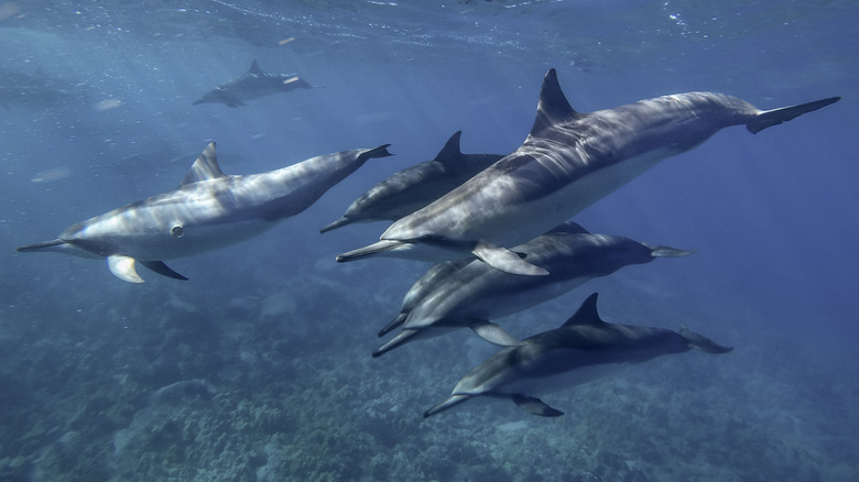 Dolphins off the coast of Waianae, Hawaii