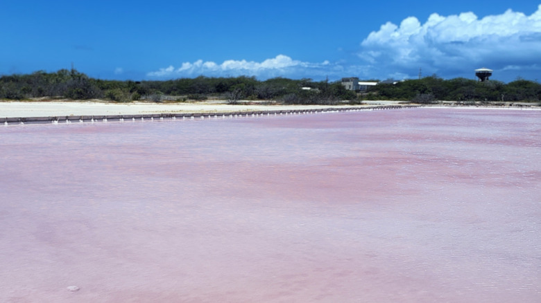 Pink salt flats in Cabo Rojo