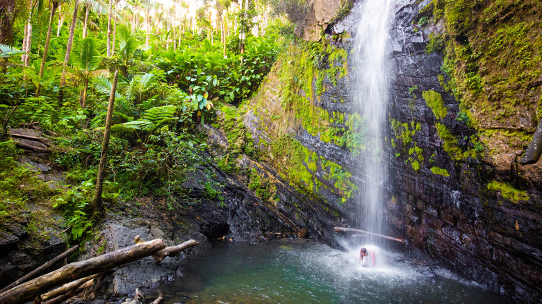 Waterfall in El Yunque Rainforest