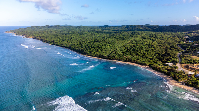 Aerial view of ocean and trees in Vieques