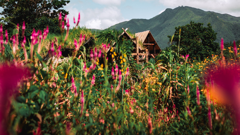 Flowers blossom in a rustic field with a mountain in the background