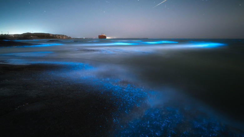 Bioluminescent waters with a ship and island in the background