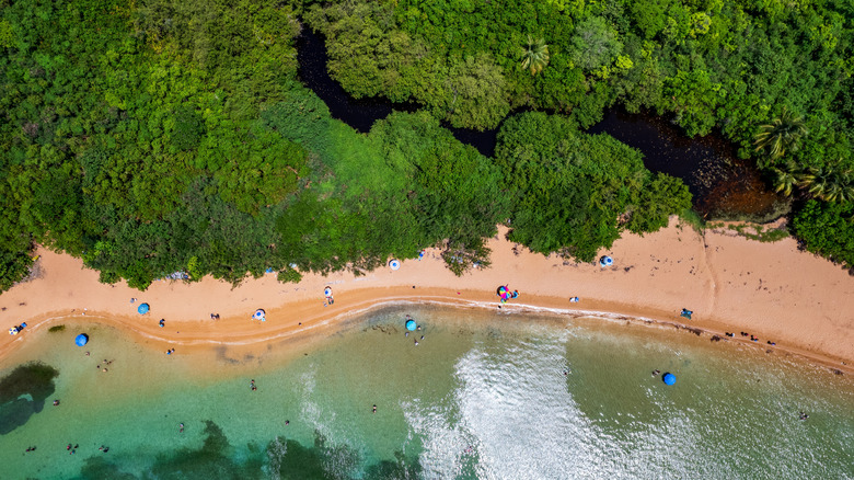 An aerial view of trees, the beach, and turquoise water in Fajardo, Puerto Rico