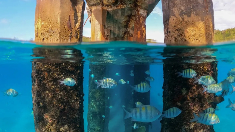Tropical fish swim under pier at Crash Boat Beach