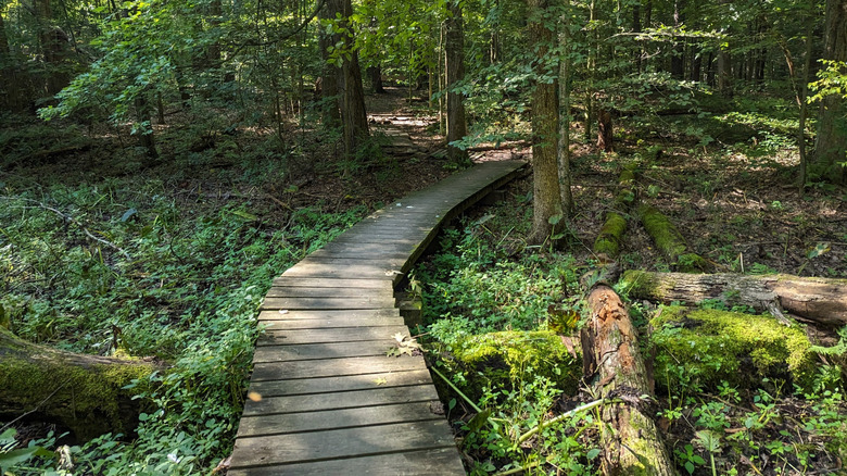 A path within Quail Hollow State Park in Ohio