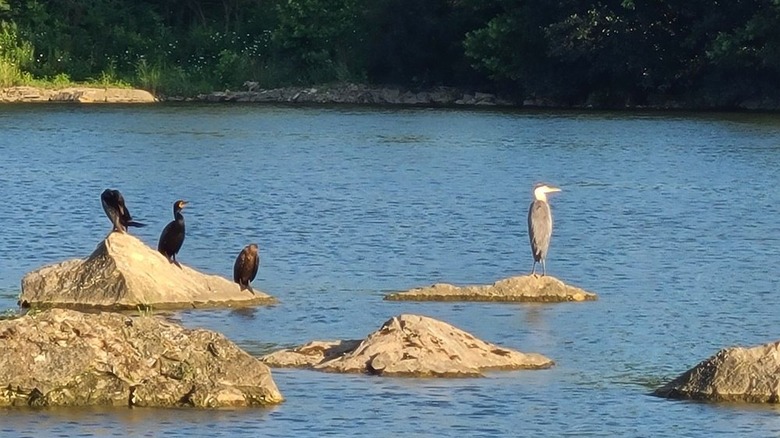 Birds flock on a lake within Quarry Trails Metro Park