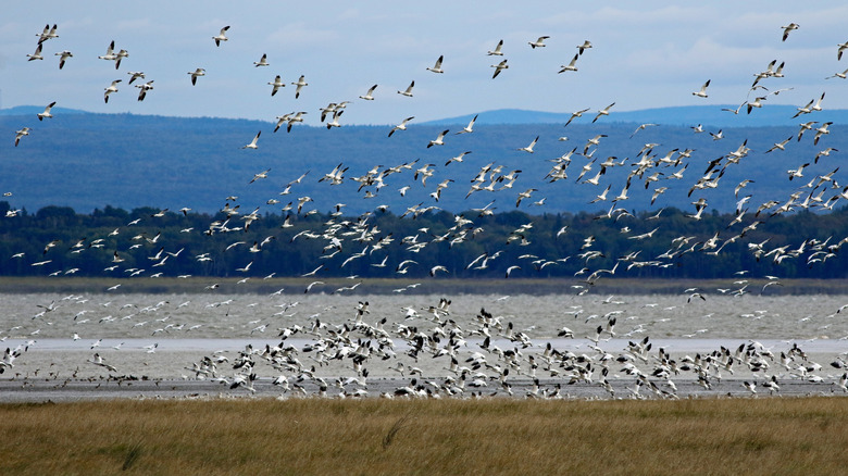 Migration of snow geese at Cap Tourmente National Wildlife Area in Quebec, Canada