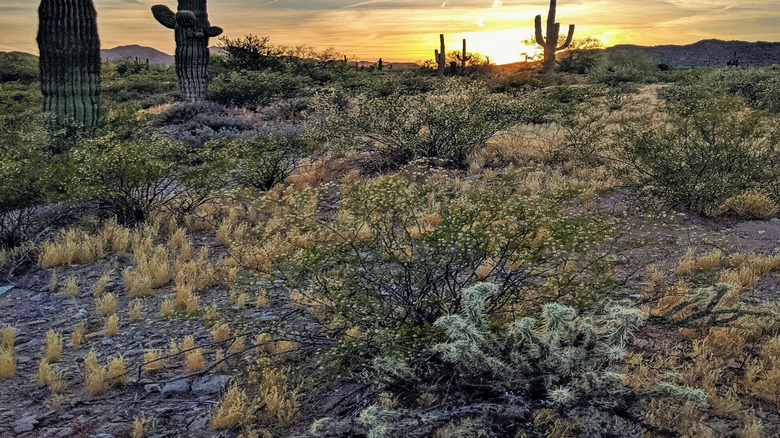 Sunset in San Tan Mountain Regional Park