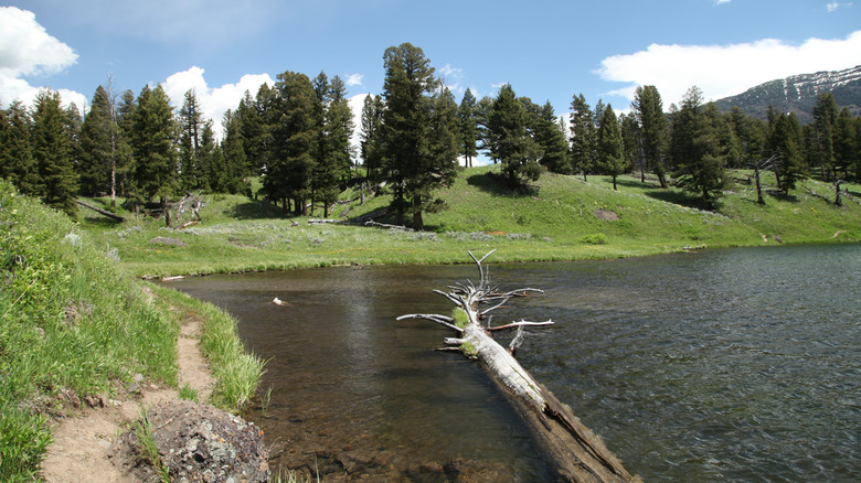 Pine trees surrounding Trout Lake, Wyoming