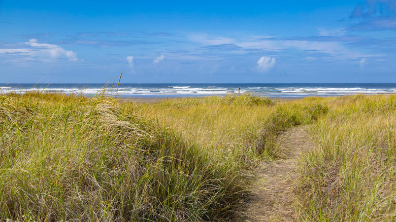 Tall grass at shoreline in Ocean City, Washington