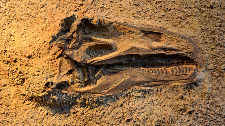 Dinosaur fossil on the Utah side of Dinosaur National Monument