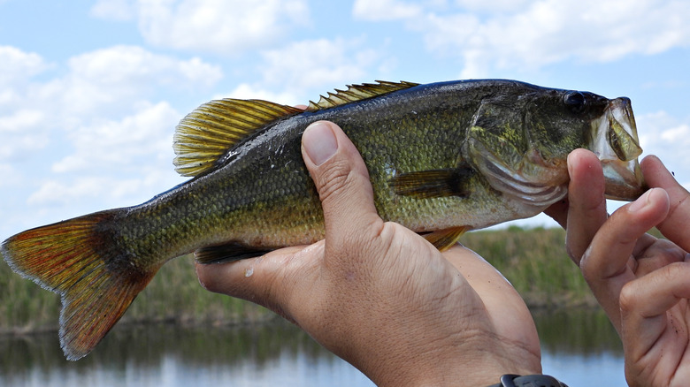 A photo of a largemouth bass.