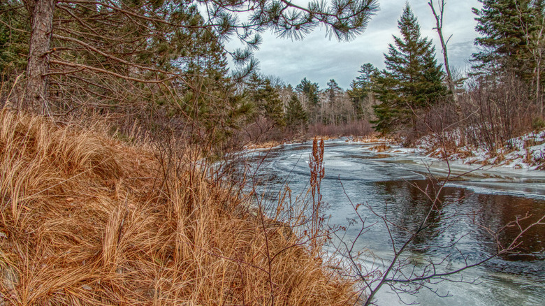 Chequamegon-Nicolet National Forest in winter in northern Wisconsin