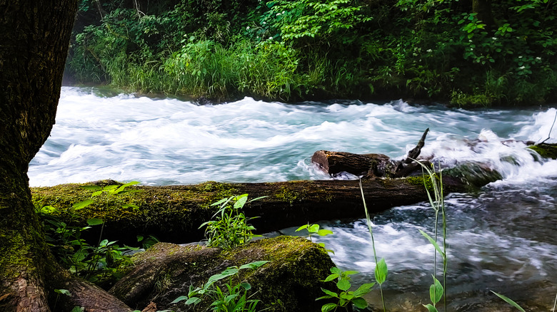 Greer Spring is the second largest spring in the Ozarks and located in Mark Twain National Forest, Missouri
