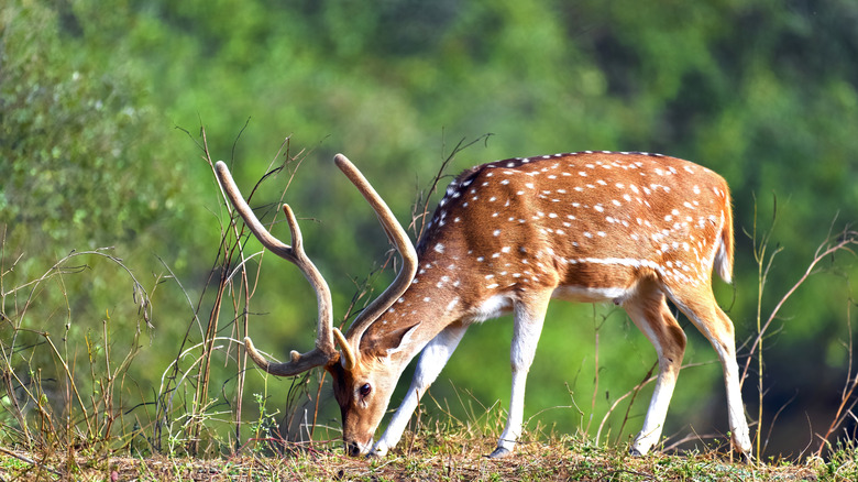 An Axis deal grazing in a forest.