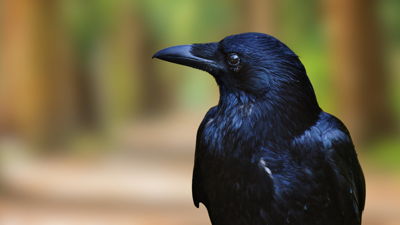 Close up of a Hawaiian crow against a blurred background