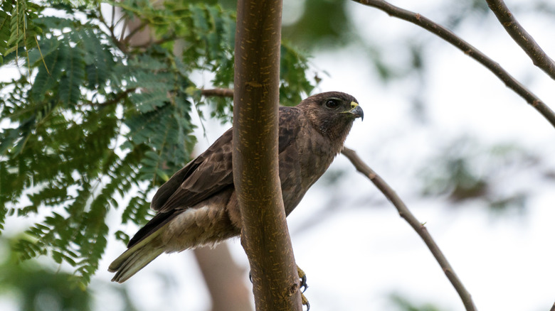 A hawaiian hawk perched on a branch while hunting.