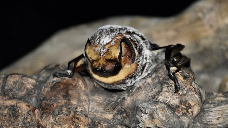 A hoary bat resting on a log