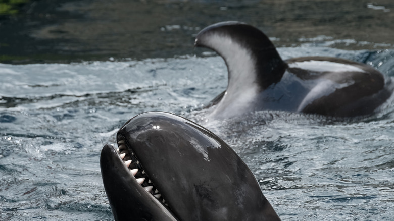 A false killer whale, with its head and tail above water