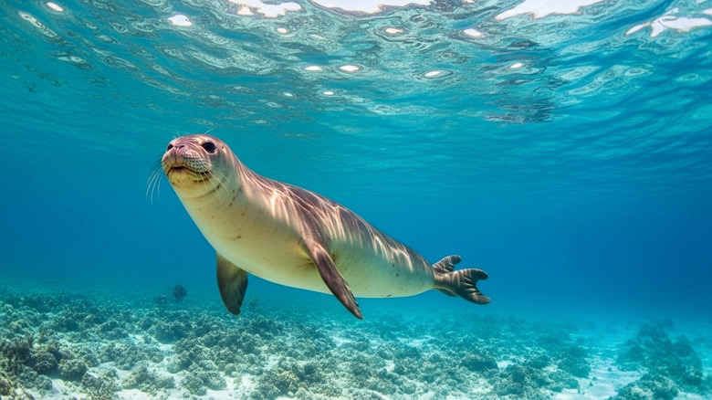 Graceful Hawaiian monk seal swimming under crystal clear blue ocean water