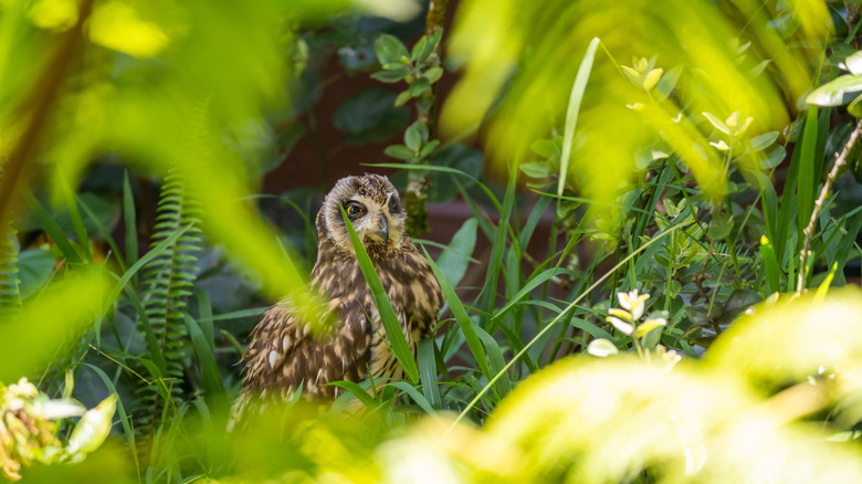 Hawaiian short-eared owl resting among a field of grassland