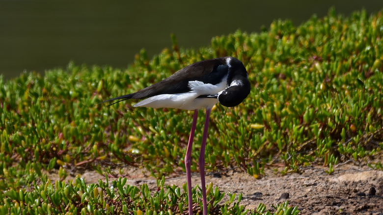 A Hawaiian stilt cleaning his feathers near the pond at the Kawai;ele Waterbird Sanctuary.