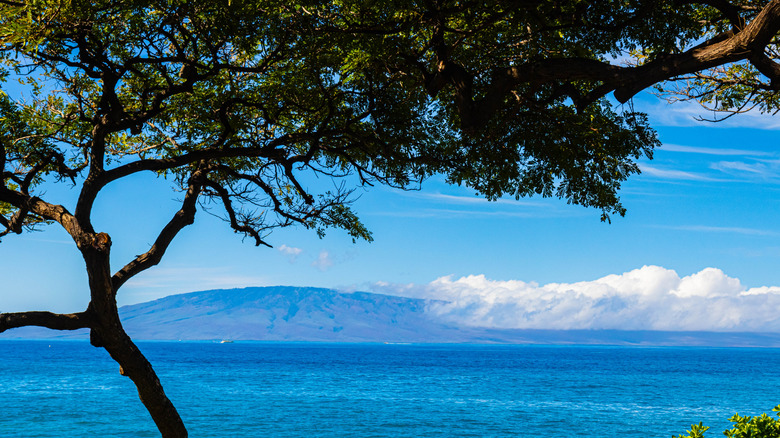 View of a tree by the ocean in Maui with an island in the distance