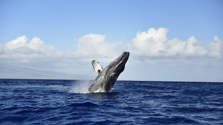 Humpback Whale Breach Maui Hawaii