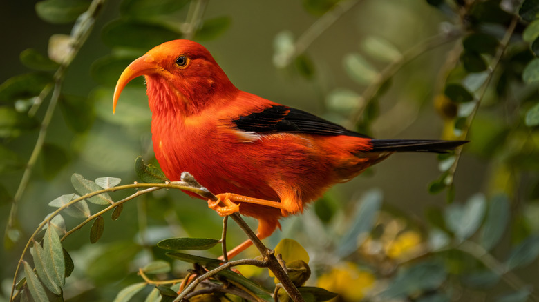 An I'iwi or scarlet honeycreeper perched in a mamane tree