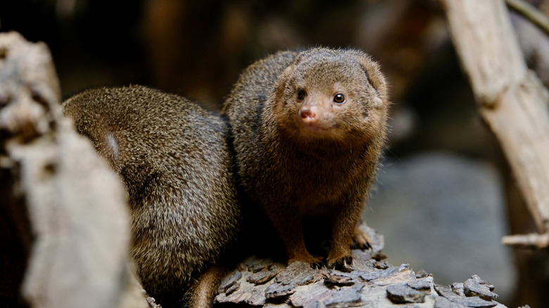 Small indian mongoose wandering across a forest floor