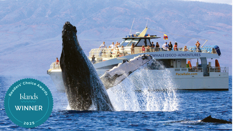 Whale emerging from water near PacWhale Eco-Adventures boat
