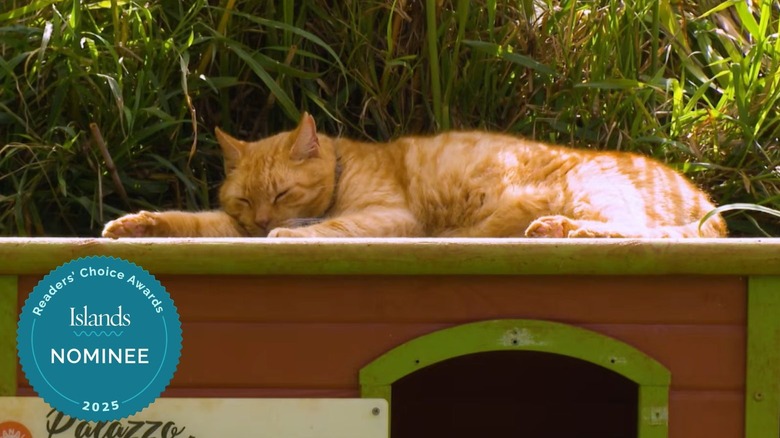 A cat sleeping at Lanai Cat Sanctuary