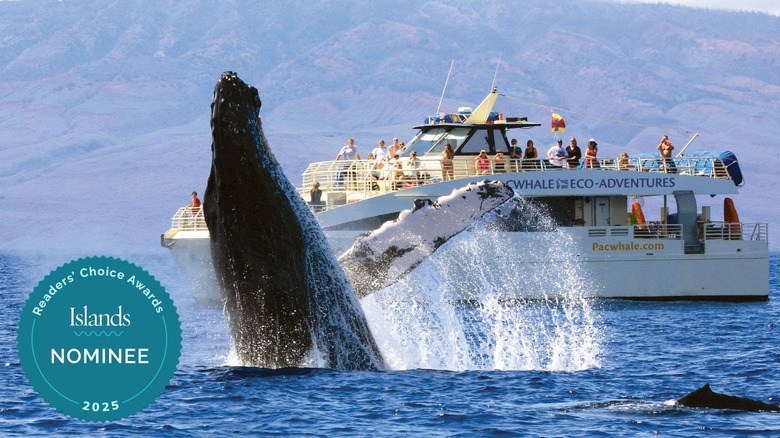 Whale emerging from water near PacWhale Eco-Adventures boat